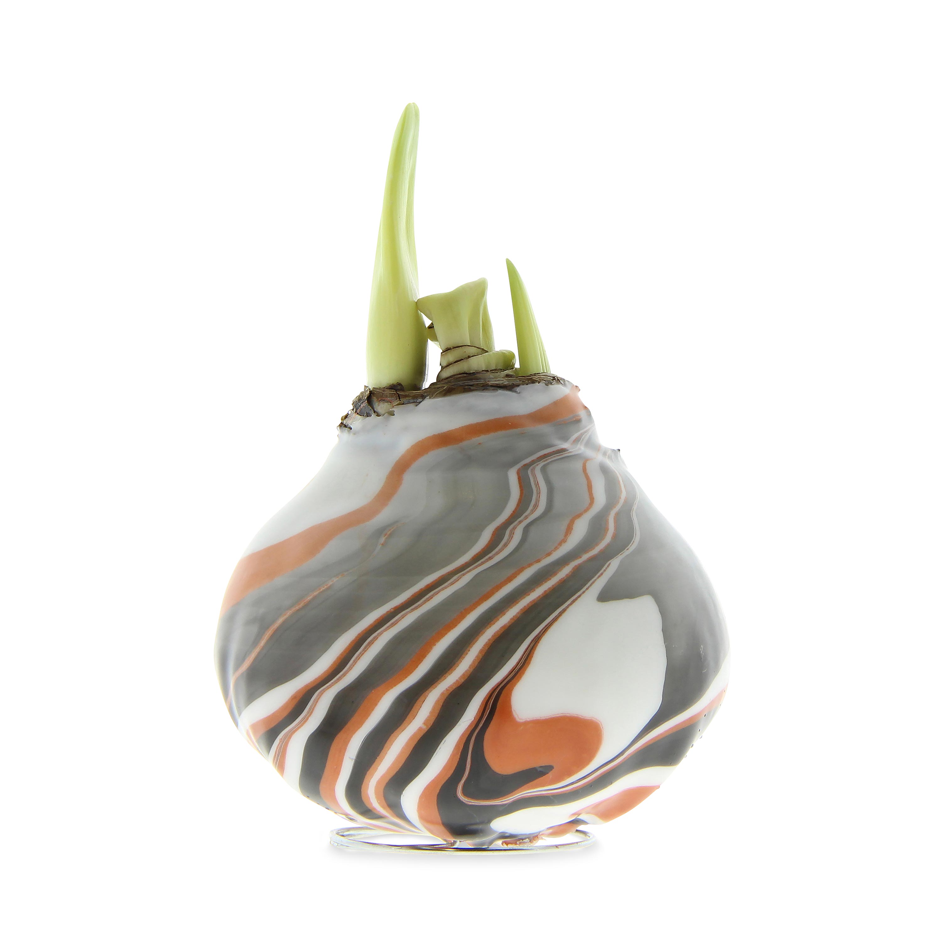 Jumbo Size- No-Water Wax Dipped Amaryllis Bulb
