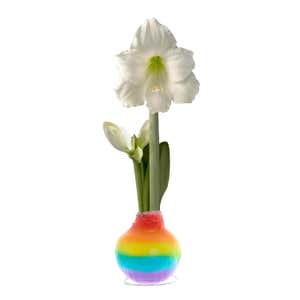 Rainbow No-Water Waxed Amaryllis Flower Bulb