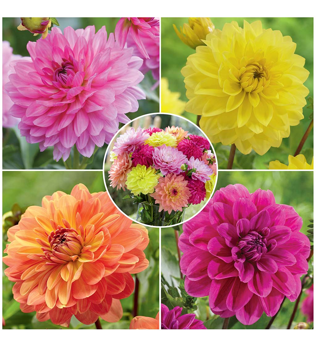 Summer Jewels Dahlia 12-Bulb Collection