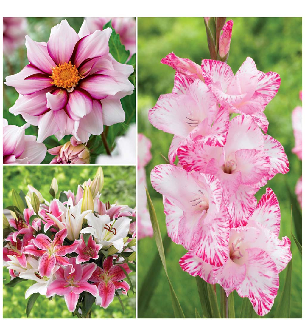 Collection of 25-Bulbs for Pink Butterfly-Attracting Flowers