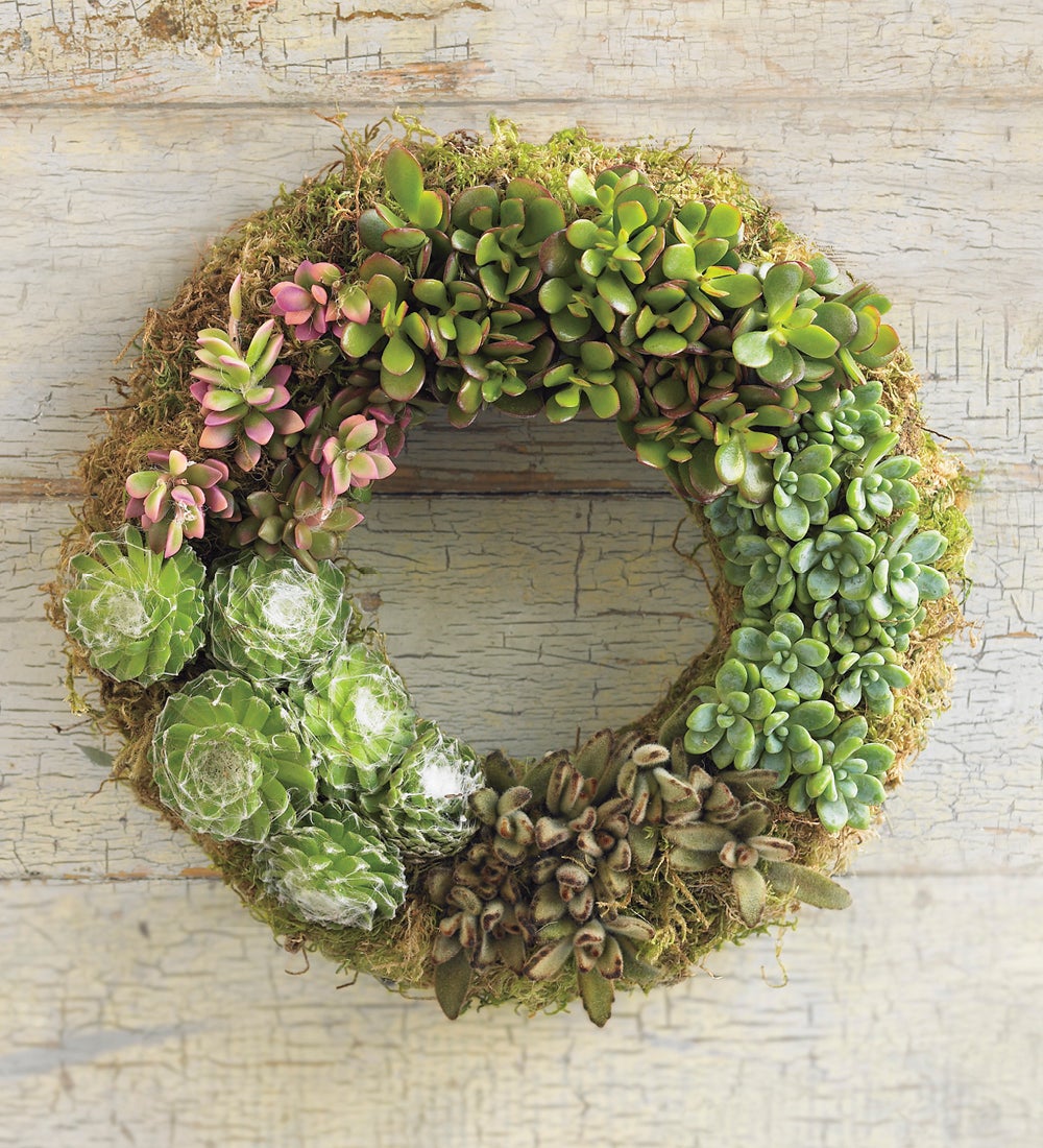 Succulent Wreath without Hanger