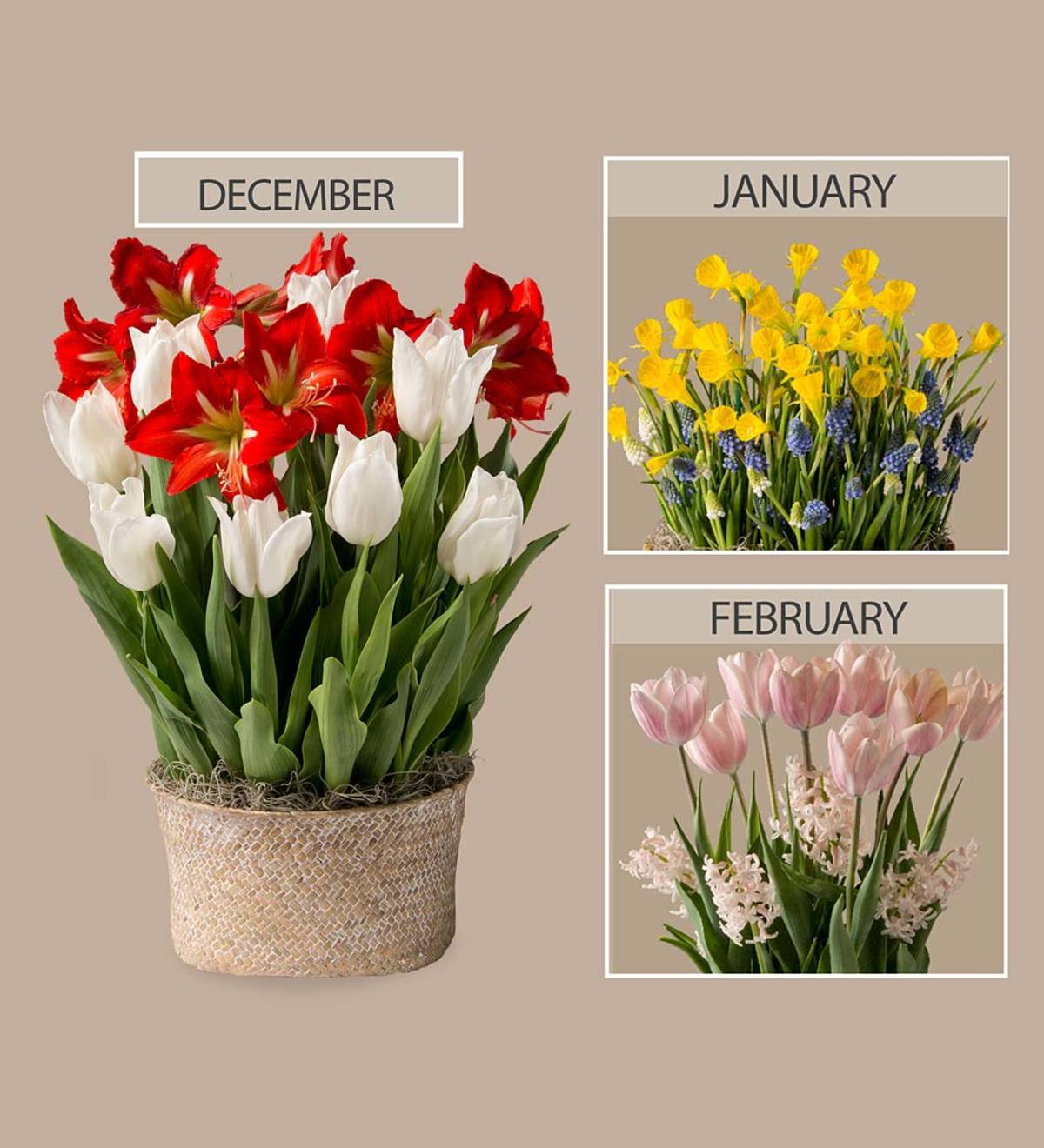 3 Months of Flower Bulb Deliveries & Seagrass Basket