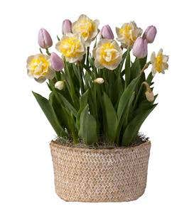 May Tulip & Narcissus Bulbs Delivery in Seagrass Basket