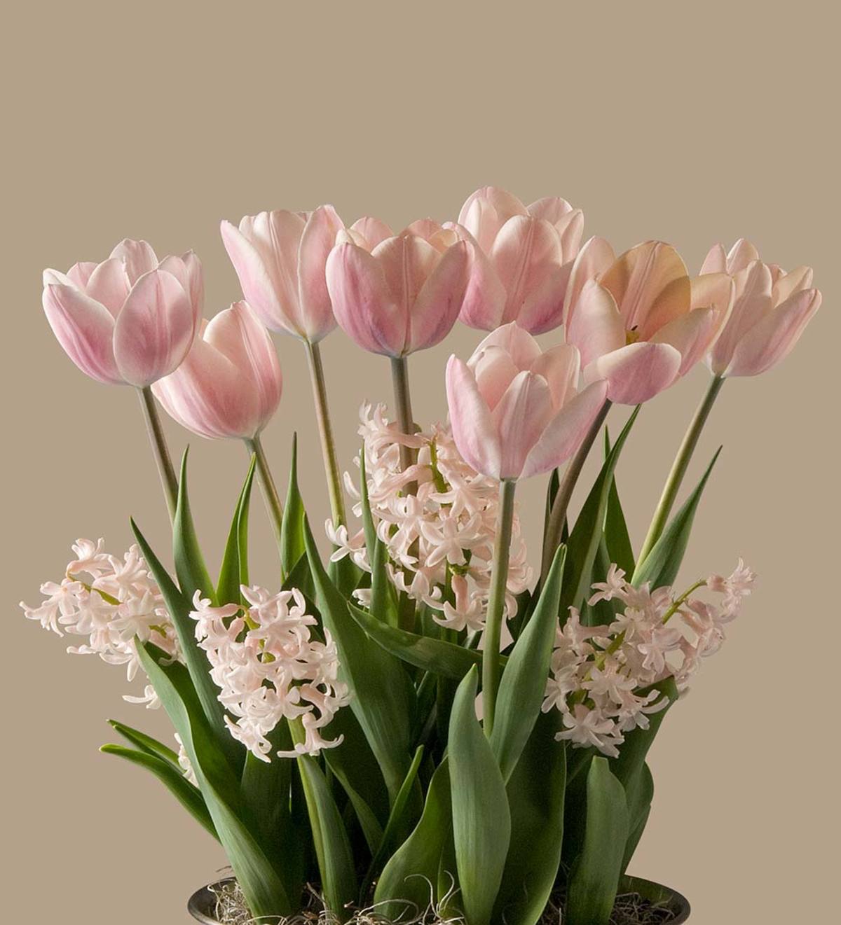February Apricot Beauty Tulips & China Pink Hyacinths Bulbs in Seagrass Basket