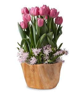 April Early Glory Tulips & Pink Giant Glory-of-the-Snow Delivery in Root Bowl