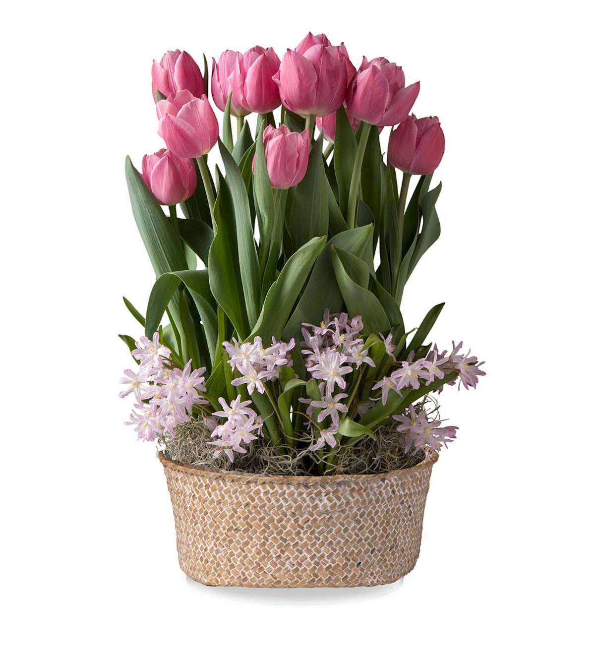 April Early Glory Tulips & Pink Giant Glory-of-the-Snow Delivery in Seagrass Basket