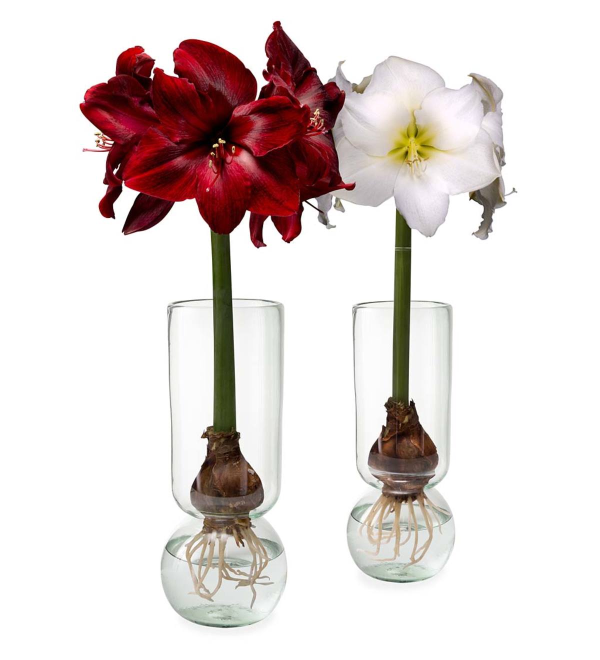 Recycled Glass Forcing Bulb Vase&Flower Bulb