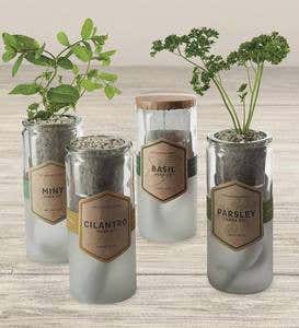 Organic Basil Herb Garden Kit