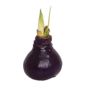 No-Water Wax Dipped Amaryllis Bulb