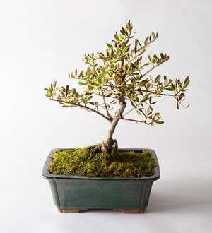 Large Olive Bonsai Tree in Planter