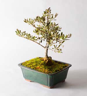 Olive Bonsai Tree