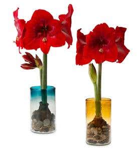 Amaryllis in Maya Recycled Glass Vase Set - Amber