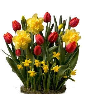 Spring Gifting Flower Bulbs in Root Bowl