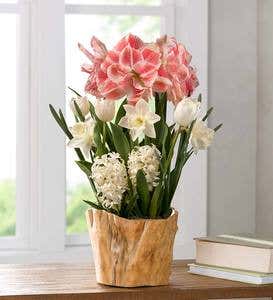 Amaryllis and Tulip Spring Gifting Flower Bulbs in Root Bowl