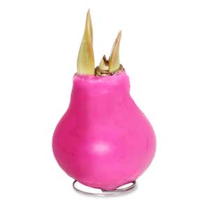 No-Water Wax Dipped Amaryllis Bulbs - Pink