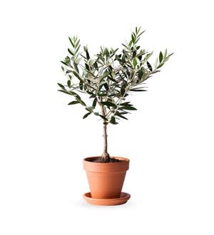 Potted Olive Tree