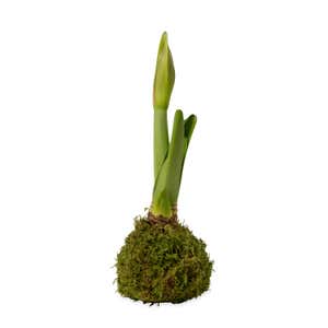 Jumbo Size- No-Water Wax Dipped Amaryllis Bulb - Moss Covered