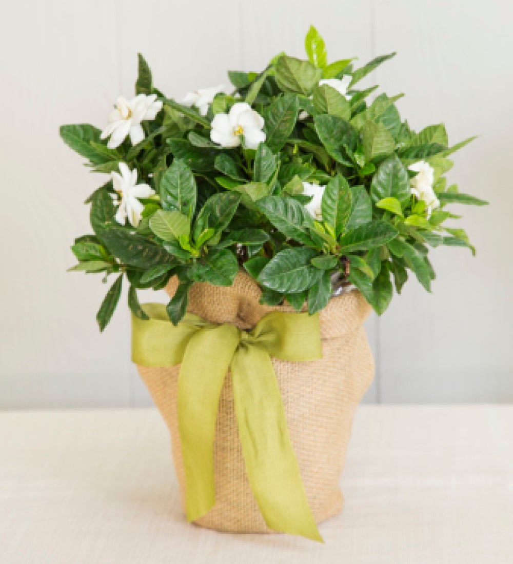 Live Potted Gardenia Plant in Burlap Gift Bag