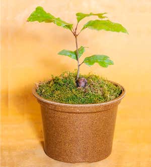 Oak Tree Growing Kit