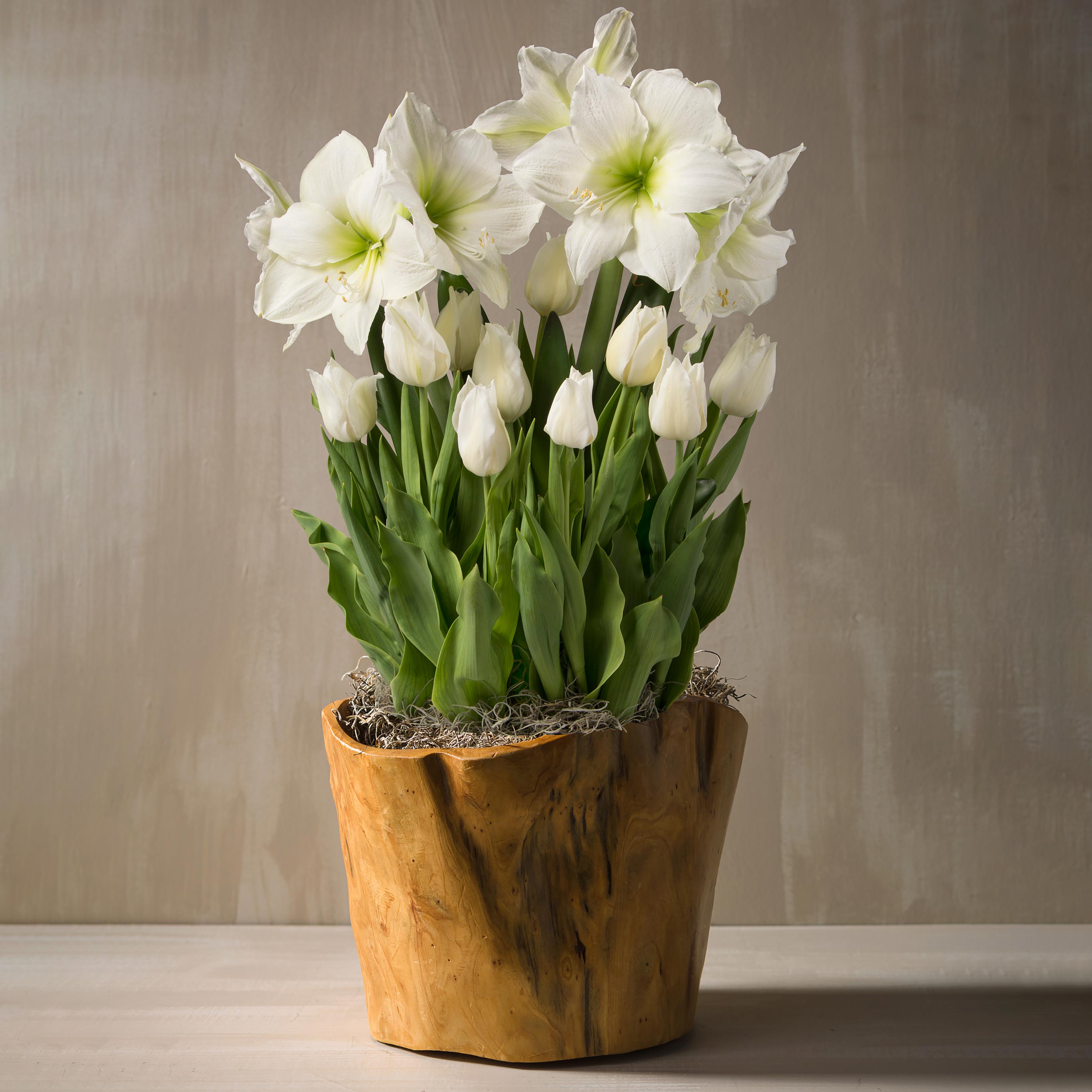 January Amaryllis and Tulip Bulbs in Root Bowl Basket