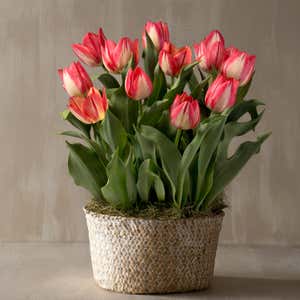 February Spryng Break Tulip Bulbs in Seagrass Basket