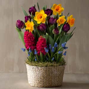 May Spring Flower Mix Bulbs in Seagrass Basket