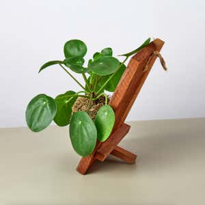 Pilea 'Chinese Money' Plant on Wood Tabletop Frame