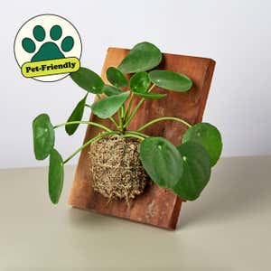 Pilea 'Chinese Money' Plant on Wood Tabletop Frame