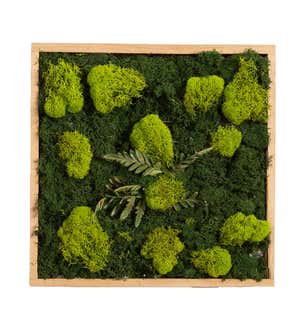 Square Moss Tabletop and Wall Decor