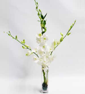 Fresh Cut Small Orchid Bunch in Glass Vase