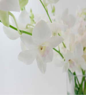 Large Orchid Bunch in Glass Vase