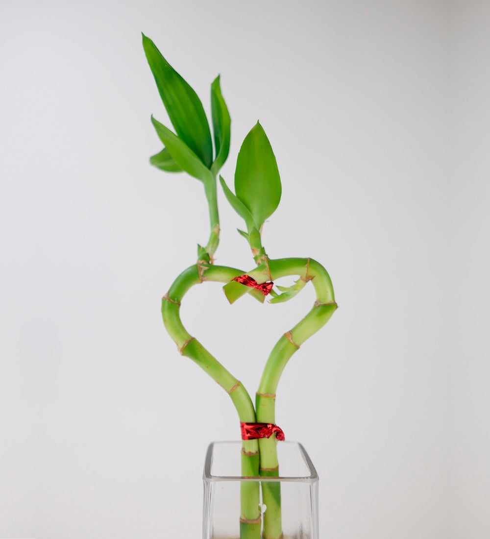 Bamboo Heart in Glass Vase