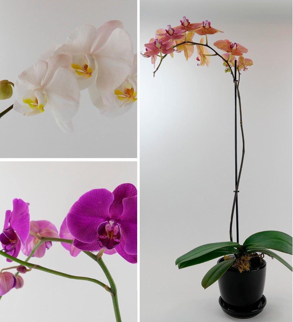 Live Phalaenopsis Orchid Plant in Black Planter