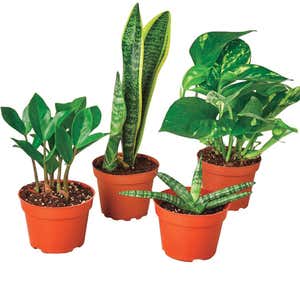 Easy-care Potted Plant Variety, Set of 4