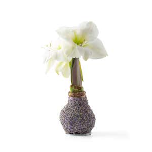 Jumbo Size- No-Water Wax Dipped Amaryllis Bulb, Lavender