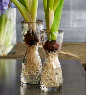 Glass Forcing Bulb Vase, Small
