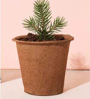 One-For-One Seed Starter Tree Kits, Set of 3