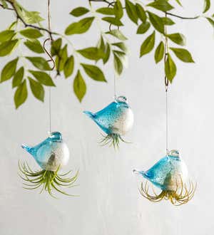 Glass Hanging Bird Airplant Holders, Set of 3 - Blue