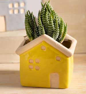 House Planters with Live Succulents, Set of 3