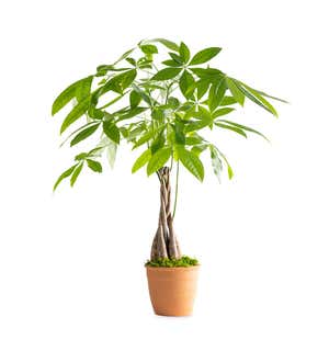 Live Money Tree Plant
