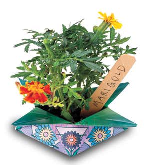 Zodiac Sign Flower Grow Kit, Set of 4