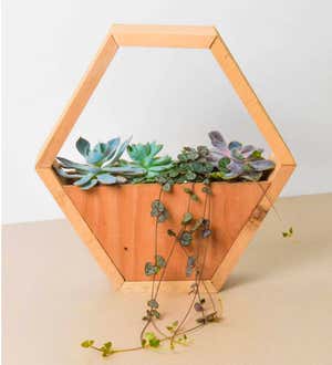 4" Succulent Variety in Hexagarden Pot