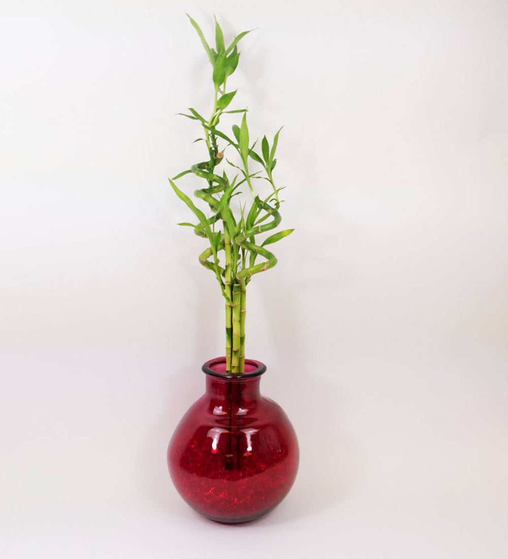 Bamboo Bunch in Recycled Glass Balloon Vase