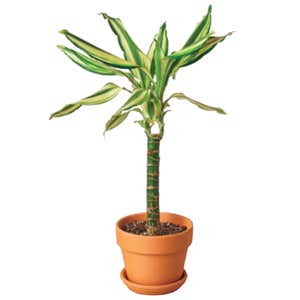 Potted Dracaena Sted Sol Cane, 4" Pot
