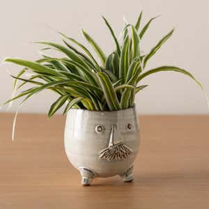 Mr. Pot with Spider Plant