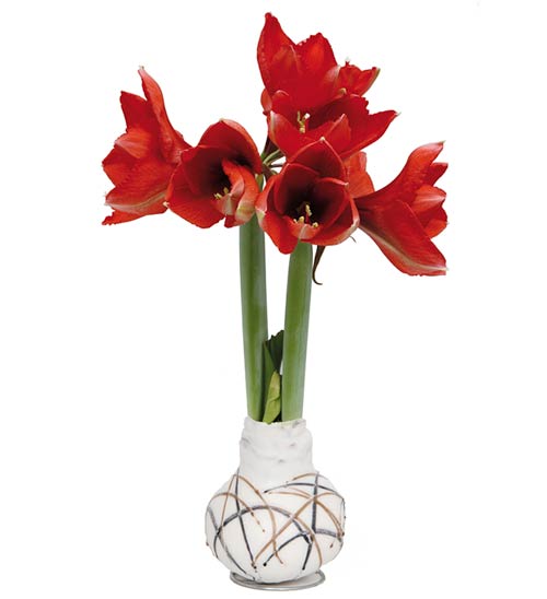 Image of amaryllis bulb
