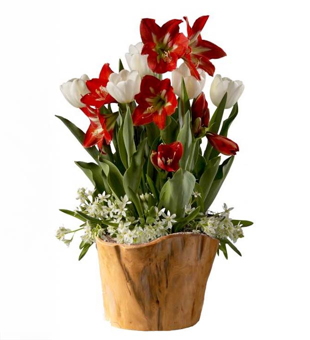 3-Month Bulb Garden Program with Root Bowl