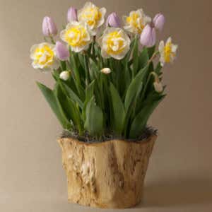 May Tulip & Narcissus Bulbs Delivery in Root Bowl