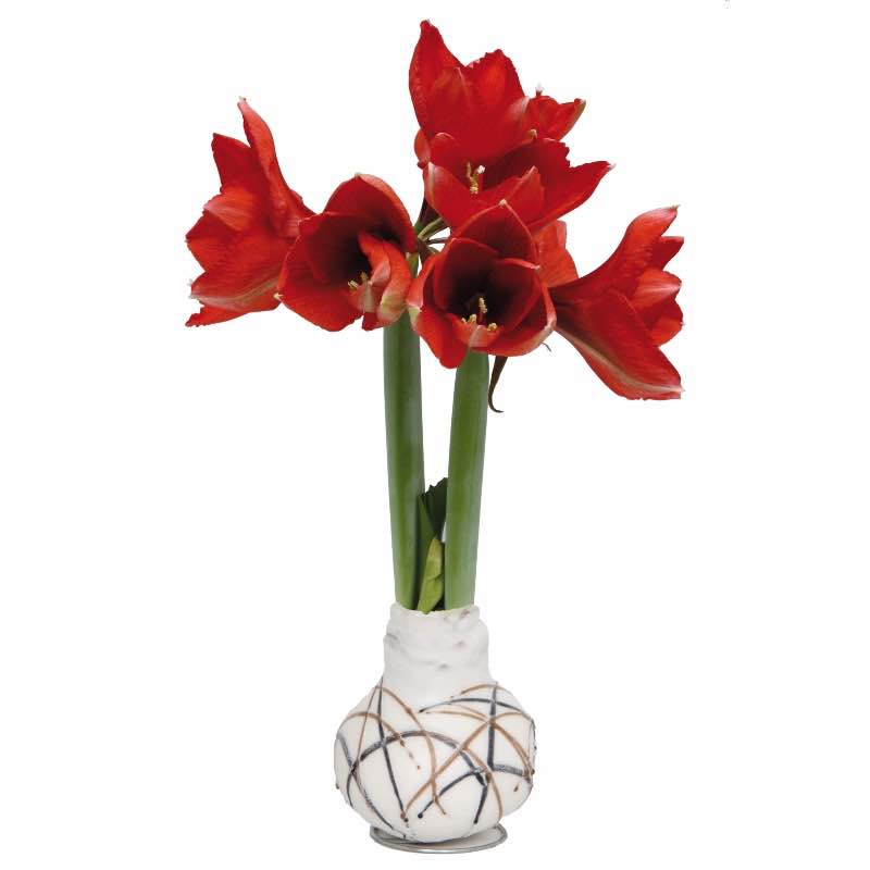 Set of 4 No-Water Waxed Amaryllis Bulbs - Metallic Collection