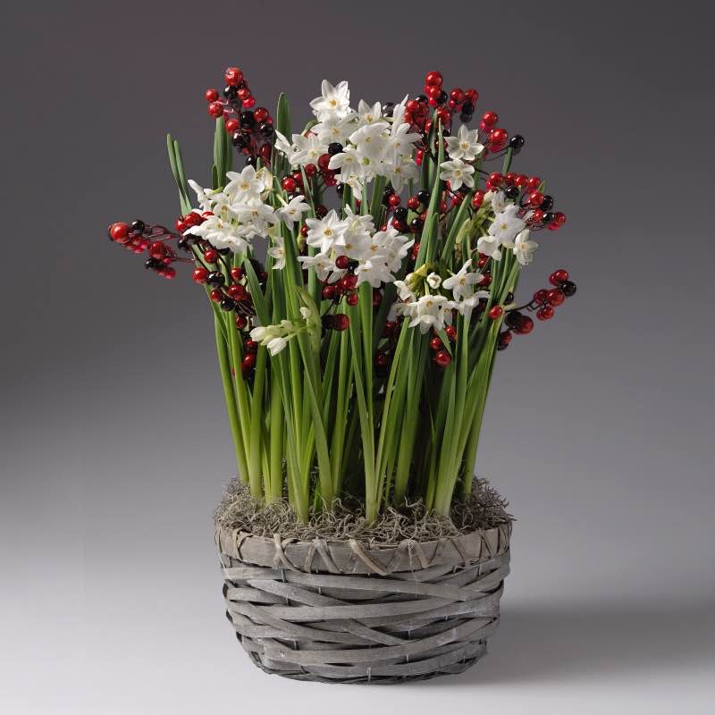 Paperwhites with 3 Stems of Berries